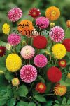 کود گلدهی 20 کیلویی شرکت جویا شیمی تلفن 02133871050